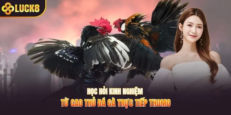 Học hỏi kinh nghiệm từ cao thủ đá gà trực tiếp Thomo